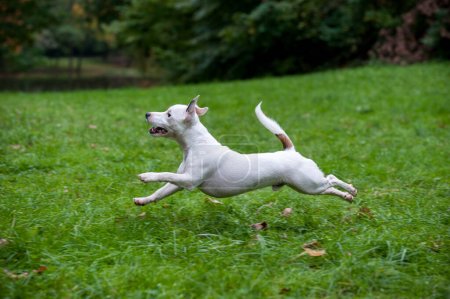 Photo for Happy Jack Russell Terrier Dog Running on the Grass - Royalty Free Image