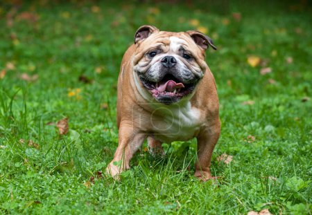 Foto de English Bulldog Dog Running on the Grass. Abre la boca. Retrato - Imagen libre de derechos