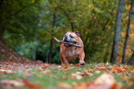 Foto de English Bulldog Dog Walks on the Grass with Branch Tree in Mouth - Imagen libre de derechos