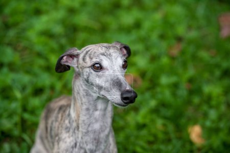 Photo for Whippet Dog Sitting on the Grass. Portrait. - Royalty Free Image