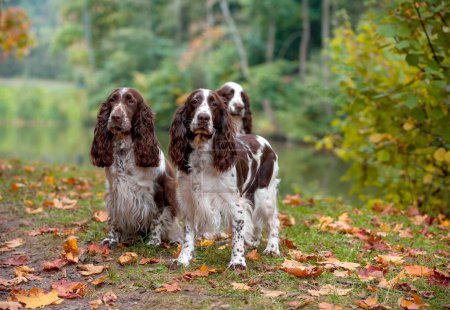 Photo for Three English Springer Spaniels Sitting on the grass. Autumn Background - Royalty Free Image