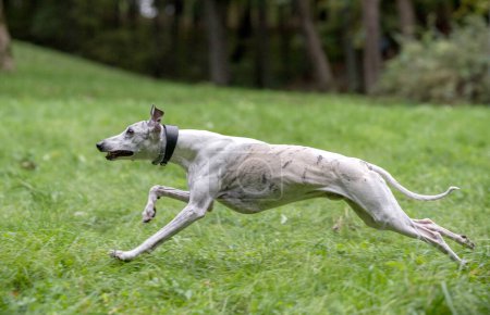 Foto de Whippet Breed Dog Running on the Grass. - Imagen libre de derechos
