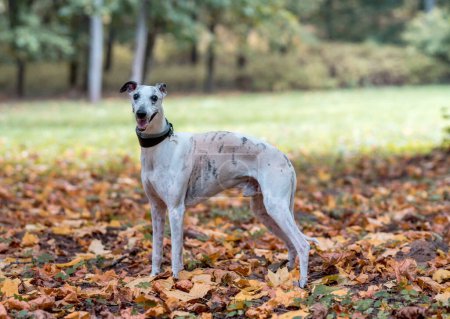 Photo for Whippet Breed Dog on the Grass. Portrait. Autumn Leaves in Background - Royalty Free Image