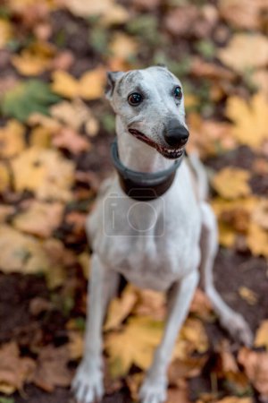 Photo for Whippet Breed Dog Sitting on the Colorful Autumn Ground. Portrait. - Royalty Free Image