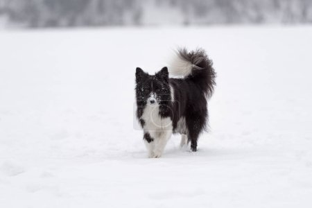 Photo for Border Collie Dog Playing on Frozen Lake - Royalty Free Image