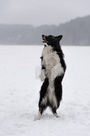 Foto de Border Collie Dog Playing on Frozen Lake - Imagen libre de derechos