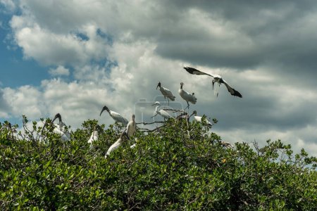 Caloosahatchee river in Fort Myers and Pelicans Birds on tree. USA