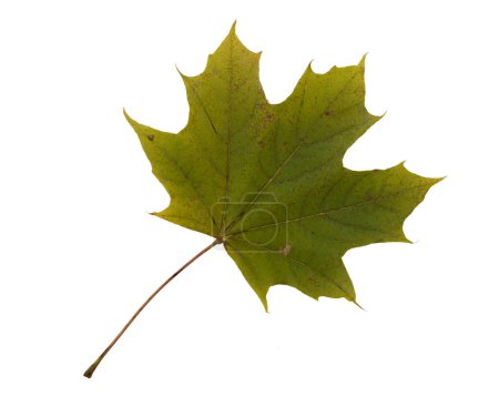 Photo for Autumn Leaf. Isolated on white background. - Royalty Free Image