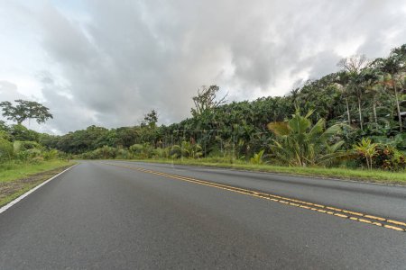 Photo for Empty Street in Palau Island. Coconut Forest and Jungle in Background. - Royalty Free Image