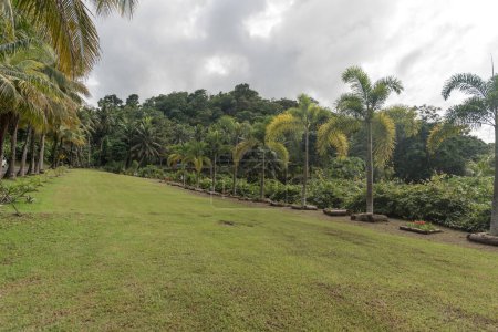 Téléchargez les photos : Paysage naturel à Koror, île Palau. Palmier, herbe verte. Des fleurs. Micronésie - en image libre de droit