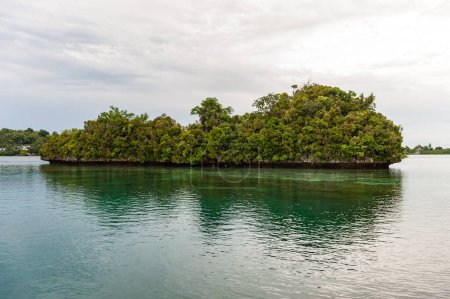 Photo for Island In Koror, Palau. Green Tree. Small. - Royalty Free Image