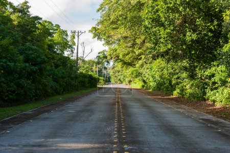 Téléchargez les photos : Rue vide à Peleliu, Palaos. Jungle, arbre, lumière du soleil. Micronésie - en image libre de droit