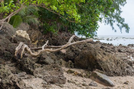 Téléchargez les photos : Eau à marée basse à Peleliu, Palau Island. Plage. Micronésie - en image libre de droit