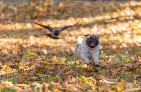 Photo for Young Pug Dog is Playing Outdoor - Royalty Free Image