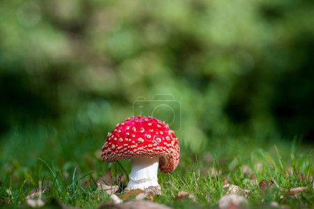 Fly Agaric Mushroom in the Forest. England Forest.