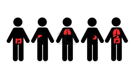 Ilustración de Órganos Vitales del Cuerpo Humano Corazón, Hígado, Páncreas, Función Estomacal - Imagen libre de derechos
