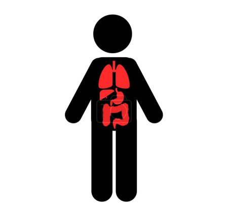 Ilustración de Órganos Vitales del Cuerpo Humano Corazón, Hígado, Páncreas, Función Estomacal - Imagen libre de derechos