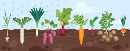 Root vegetables grow in garden soil, infographic underground diagram with plants vector illustration. Cartoon different tubers with leaf and root structure below ground level in poster background