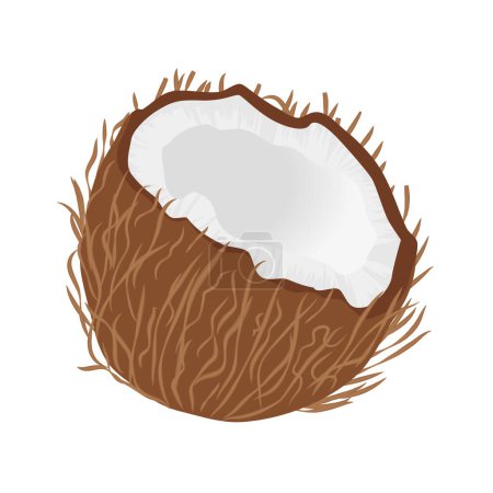 Illustration for Half coconut with skin and white flesh, cracked open tropical fruit vector illustration - Royalty Free Image