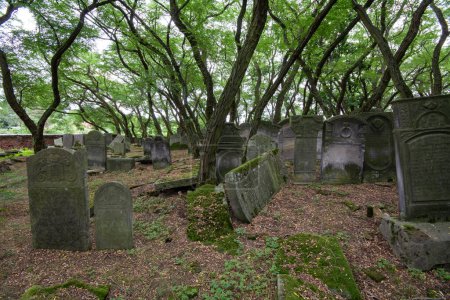 Téléchargez les photos : Ancien cimetière juif abandonné, Zdunska Wola, Pologne. - en image libre de droit