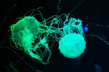 Photo for Aquarium with jellyfish. underwater animal life. aquatic sea jelly wildlife. marine animal in seabed deep undersea. jelly fish has tentacle. fluorescent medusa in neon color. Submerged tranquility. - Royalty Free Image