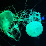 aquarium with jellyfish. underwater animal life. aquatic sea jelly wildlife. marine animal in seabed deep undersea. jelly fish has tentacle. fluorescent medusa in neon color. Submerged tranquility.