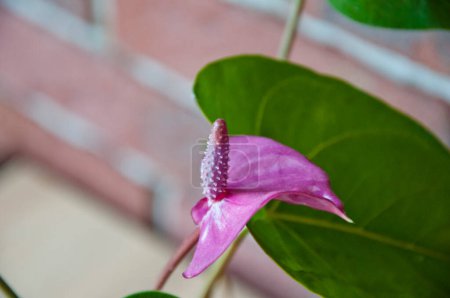 Photo for Anthurium flower. flowering nature closeup. macro flowering tailflower plant. purple exotic laceleaf flower. natural flower spathiphyllum plant. flora nature. bright blooming flower in nature. bract. - Royalty Free Image