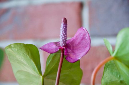 Photo for Anthurium flower. flowering nature closeup. macro of flowering tailflower plant. purple exotic laceleaf flower. natural flower spathiphyllum plant. flora nature. blooming flower in nature. houseplant. - Royalty Free Image