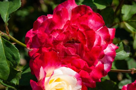 naturaleza de verano con flor roja de jardín flor de rosa, primavera.