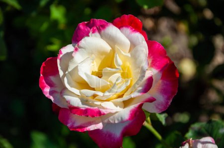 Rose garden in spring. Rose bush. Beautiful fresh roses in nature. Pink tea roses bush in garden. Summer blooming flower. Soft flower petals.