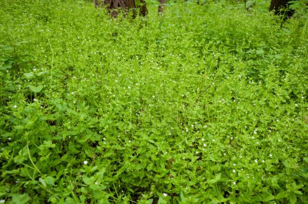 Chickweed fond vert. Fond vert de la nature de fleur de potamot fleurir. Herbe à fleurs d'été ou de printemps. Fond vert herbeux. Flore.