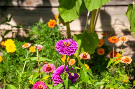 Foto de Flor de tagetes de caléndula púrpura en día soleado de verano. - Imagen libre de derechos