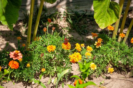 Schöne orangefarbene Ringelblume. Leuchtend orange Tagetes, afrikanische Ringelblumen blühen. Orangefarbene Kopfblume von Cempasuchil, die in Mexiko-Altären am Tag der Toten verwendet wird.
