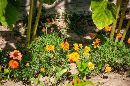 Foto de Kenikir o Tagetes erecta. Esta planta tiene un aroma muy fuerte pero tiene flores muy hermosas, tiene flores de color naranja brillante o amarillo mexico latina america. Naturaleza. - Imagen libre de derechos
