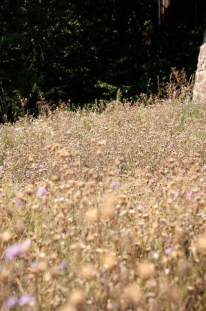 Feld mit Sommergetrockneten Blumen stachelt die Natur in die Landschaft. Selektiver Fokus.