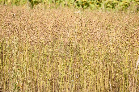 Field with summer dried flowers spikelet nature in countryside landscape.