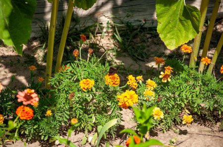 Foto de Hermosa flor de caléndula. Tagetes erecta, mejicana, azteca o caléndula africana en el lecho de flores del jardín. - Imagen libre de derechos