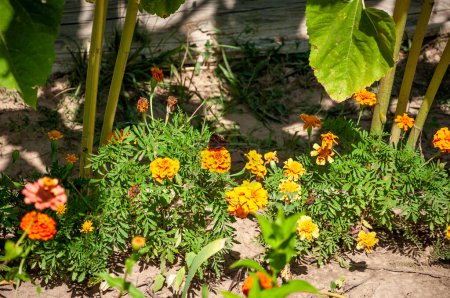 Tagetes patula French marigold in bloom, yellow flowers, green leaves, pot plant full bloom in flowerbed.