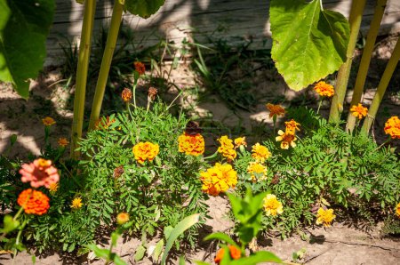 Fresh marigold or tagetes erecta flower. Summer nature. Bright flower composition.