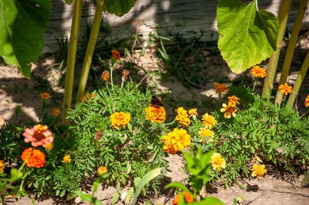 Orange and yellow marigold flowers with leaves. Bright flower composition.
