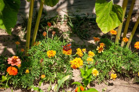 Foto de Flor de caléndula amarilla, Tagetes erecta, Caléndula mexicana, Caléndula azteca, Caléndula africana en macizo de flores. - Imagen libre de derechos