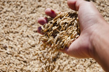 Crop and harvest. Wheat grain in hand at mill storage. Harvest in hand of farmer. Healthy wholegrain. Cereal grain seed. Barley agriculture. Hand with grain. Harvest agriculture. Copy space banner.