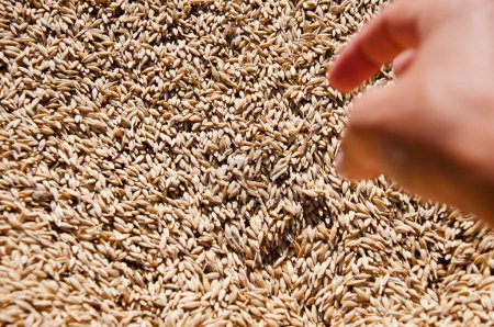 Healthy wholegrain. Cereal grain seed. Barley agriculture. Hand of farmer with grain. Harvest agriculture. Crop and harvest. Wheat grain in hand at mill storage. Harvest in hand of farmer. Copy space.