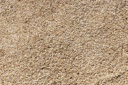 Harvest healthy wholegrain. Cereal grain seed. Barley agriculture. Wheat grain harvest agriculture. Crop and harvest. Wheat grain background. Grain storage.