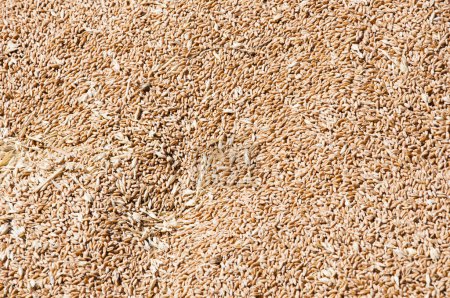 Harvest healthy wholegrain. Cereal grain seed. Barley agriculture. Wheat grain harvest agriculture. Crop and harvest. Wheat grain background. Grain milling.