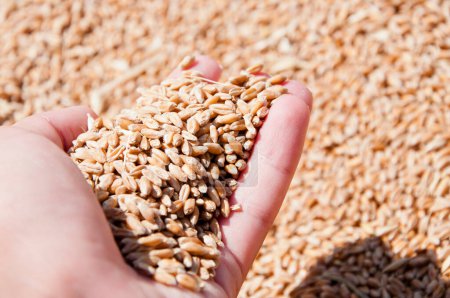 Mano del agricultor con grano de trigo. Cosechar la agricultura. Grano de trigo en mano en el almacén del molino. Cosecha en mano del agricultor. Todo un grano sano. Semillas de cereales. Agricultura de cebada. Cultivos de cereales.