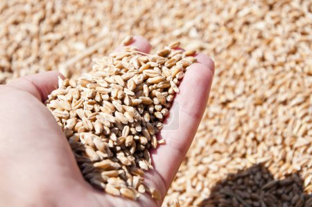 Harvest agriculture. Wheat grain in hand at mill storage. Harvest in hand of farmer. Healthy wholegrain. Cereal grain seed. Barley agriculture. Hand of farmer with wheat grain. Harvesting crops.