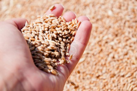Cosecha en mano del agricultor. Todo un grano sano. Semillas de cereales. Agricultura de cebada. Mano del agricultor con grano de trigo. Cosechar la agricultura. Grano de trigo en mano en el almacén del molino. Producción de cereales.
