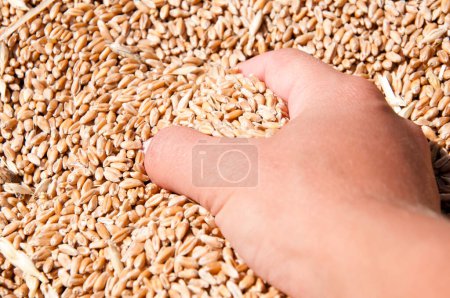 Agricultura de cebada. Mano del agricultor con grano de trigo. Cosechar la agricultura. Grano de trigo en mano en el almacén del molino. Cosecha en mano del agricultor. Todo un grano sano. Semillas de cereales. Temporada de cultivo.