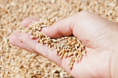Grano de trigo en mano en el almacén del molino. Cosecha en mano del agricultor. Todo un grano sano. Semillas de cereales. Agricultura de cebada. Mano del agricultor con grano de trigo. Cosechar la agricultura. Agricultura ecológica.